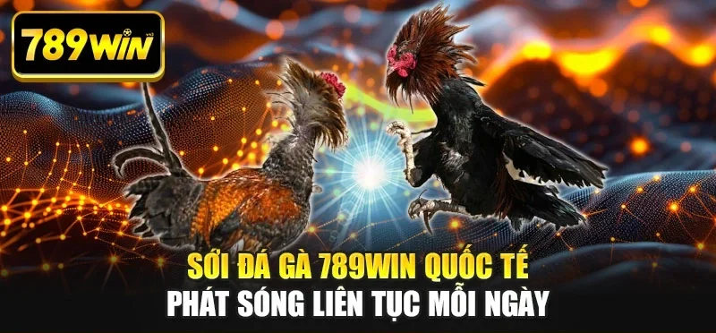 Sới đá gà 789WIN quốc tế phát sóng liên tục mỗi ngày